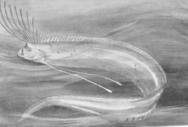 Scientific illustration of Regalecus glesne (oarfish) from the FMIB collection, 1860s
