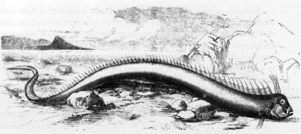Giant oarfish found on a Bermuda beach, 1860 — an early photographic record of Regalecus glesne